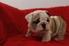 Englisch Bulldogge Welpen! (Champion gez