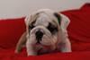 Englisch Bulldogge Welpen! (Champion gez