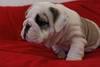 Englisch Bulldogge Welpen! (Champion gez