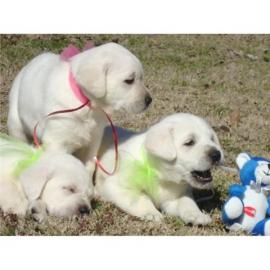 Wundersch�ne Labrador-Welpen