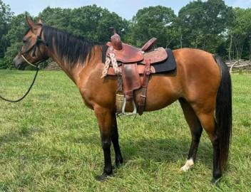 Pr�chtige rein �gyptische Araber-Zuchtst