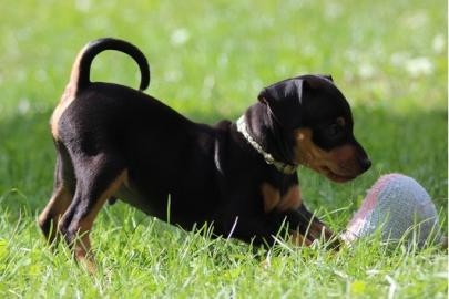 Zwergpinscher-Zwergrehpinscher-Rehpinsch