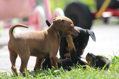 Zwergpinscher-Zwergrehpinscher-Rehpinsch