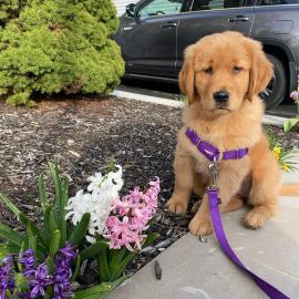 Golden Retriever-Welpen