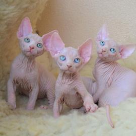 Sch�ne Sphynx-K�tzchen