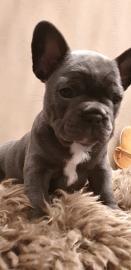 Wundersch?ne Franz?sische Bulldoggen Wel