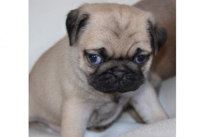 s��e Mops Welpen in beige