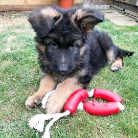 Qualit�tssch�ferhundwelpen