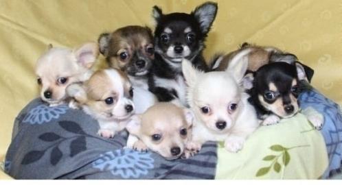 Chihuahua Welpen suchen ein liebevolles