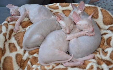 Canadian Sphynx Kitten mit Stammbaum