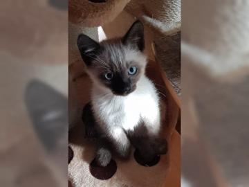 Siam Baby Kitten Babys K�tzchen Siambaby
