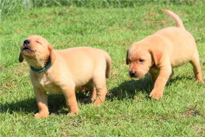 Labrado Retriever puppies