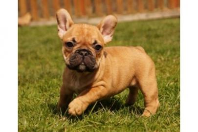 Franz�sische Bulldoggen in blue und blue