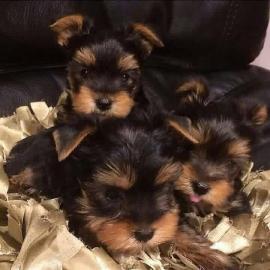 S??e Yorkshire Terrier / Yorkie Welpen
