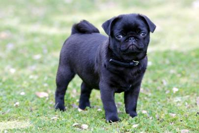 WURFANK?NDIGUNG* Mops welpen nach dem al