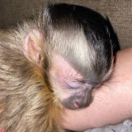 MARMOSETS UND CAPUCHIN-Affen :lE3::9 3