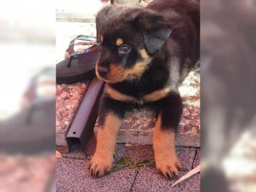 Wundersch�ne Rottweiler-Welpen