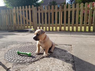 American Pocket Bully Welpe jetzt ferti