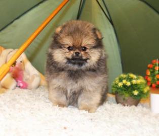 Pommersche Welpen AD5