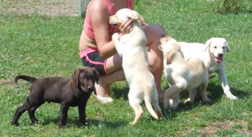 Wundersch�ne Labradorwelpen abzugeben