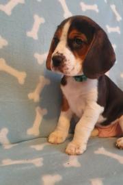 Beagle-Welpen zu verkaufen