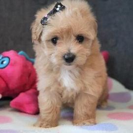Speelse Maltipoo-puppys te koop. 