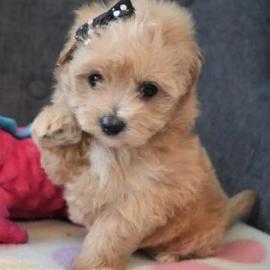Speelse Maltipoo-puppys te koop. 
