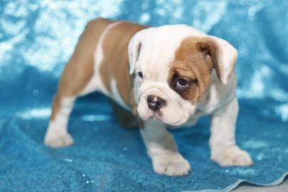 s??en Englische Bulldogge Welpen