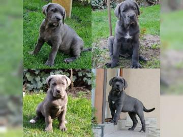 Cane Corso Welpen jetzt 11 Wochen alt