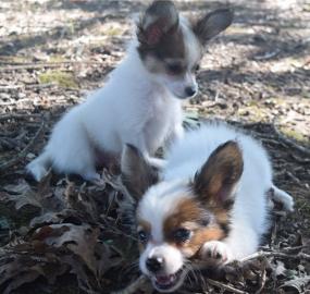 Beautiful Papillon puppies