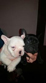 Nette franz?sische Bulldogge-Welpen, die