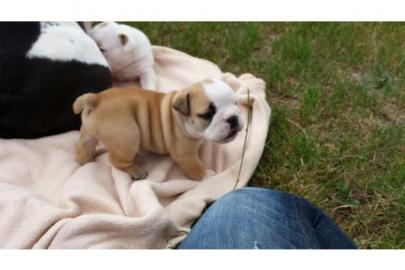Englische Bulldoggen Welpen