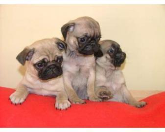 Mops Welpen . . 