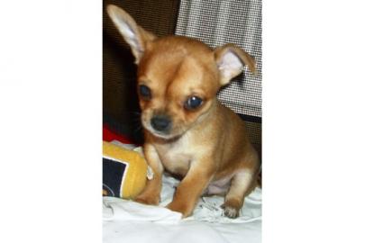 S�sse Chihuahua-Welpen mit VDH/FCI Papie