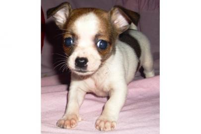 S�sse Chihuahua-Welpen mit VDH/FCI Papie