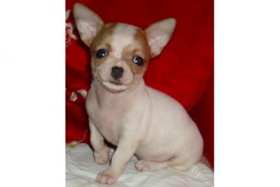 S�sse Chihuahua-Welpen mit VDH/FCI Papie