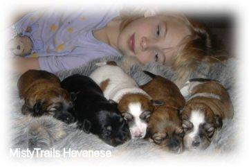 //Chihuahua Babys mini fur 100 euro///