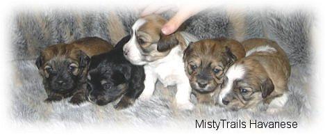 //Chihuahua Babys mini fur 100 euro///