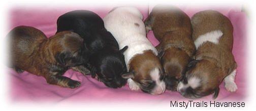 //Chihuahua Babys mini fur 100 euro///