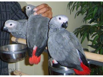 Ser afrikanischer Gray Talking Parrot