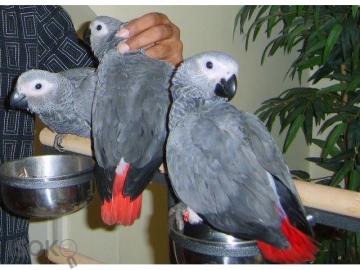 S��er afrikanischer Gray Talking Parrot