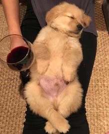Wundersch�ne Golden Retriever Welpen f�r