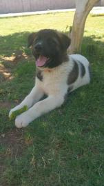 Akita Inu Welpen