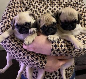Mops Welpen