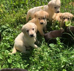 Golden Retriever Welpen mit papieren wha