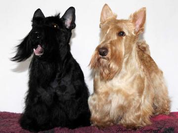 Schottisch Terrier Welpen