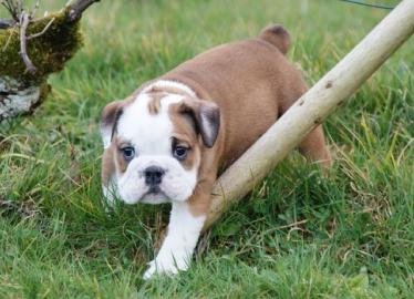 Adorable Englisch Bulldogge Welpen brauc