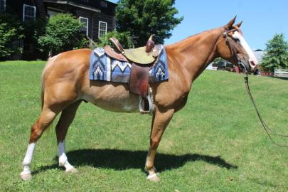 Paint horse f�r gutes Zuhause