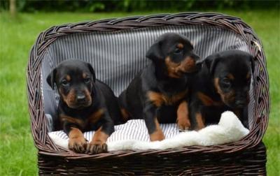Dobermannwelpen mit Pap
