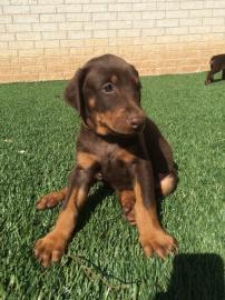 Dobermannwelpen mit Pap